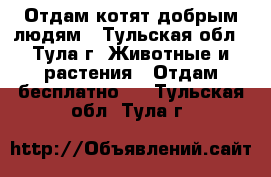 Отдам котят добрым людям - Тульская обл., Тула г. Животные и растения » Отдам бесплатно   . Тульская обл.,Тула г.